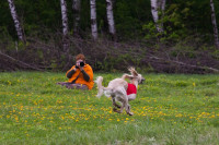 В Туле состоялись собачьи бега, Фото: 47