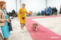 Сиба-ину, шпицы и алабаи: в Туле состоялась выставка собак, Фото: 48