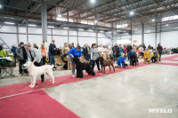 Сиба-ину, шпицы и алабаи: в Туле состоялась выставка собак, Фото: 32