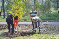 В Пролетарском районе высадили молодые деревья, Фото: 12