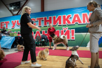В Туле прошла выставка собак всех пород, Фото: 98
