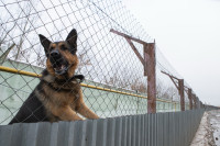 Как живет собачий патруль Туламашзавода, Фото: 41