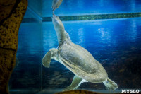 Черепахи в экзотариуме, Фото: 48