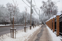 «Зачем сажать деревья под провода?»: туляков волнует судьба саженцев на улице Тимирязева , Фото: 1