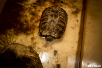 Черепахи в экзотариуме, Фото: 18