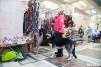 Всероссийская выставка собак 2017, Фото: 56
