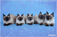Кошки породы Скиф-той-боб, Фото: 12