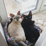 Тульские коты, которых достали хозяева на самоизоляции, Фото: 22