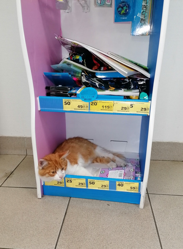 Котик на продажу