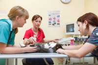 В какой ветеринарной клинике  лечить своего питомца, Фото: 12