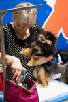 В Туле прошла выставка собак всех пород, Фото: 54