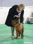 Выставка собак в Туле 14.04.19, Фото: 33