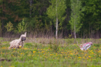 В Туле состоялись собачьи бега, Фото: 11