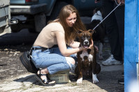 В Туле прошла выставка собак всех пород: фоторепортаж, Фото: 85