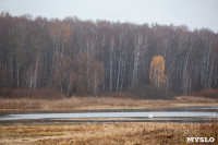 В Зайцевском пруду поселился дикий лебедь, Фото: 5