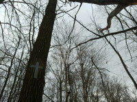 В Тульском лесу нашли загадочную поляну с крестами, елкой и зеркалами, Фото: 12