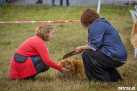 Международная выставка собак, Барсучок. 5.09.2015, Фото: 23