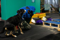 Хвостатые волонтеры: как собаки ищут пропавших живых и мертвых, Фото: 11