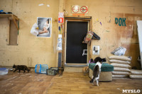 Волонтеры спасли кошек из адской квартиры, Фото: 11