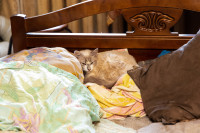 Кошки в Щекино, Фото: 9