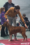 Выставка собак в Туле 26.01, Фото: 45