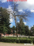 «Сушняк-2019 Тула». Городской хит-парад засохших деревьев, Фото: 228