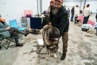 Сиба-ину, шпицы и алабаи: в Туле состоялась выставка собак, Фото: 17