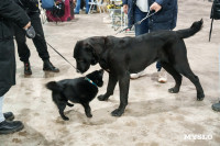 Сиба-ину, шпицы и алабаи: в Туле состоялась выставка собак, Фото: 21