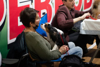 В Туле прошла выставка собак всех пород, Фото: 161