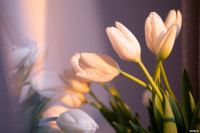 Как выращивают тюльпаны, Фото: 9