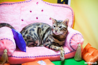 В Туле прошла выставка «Пряничные кошки» , Фото: 88