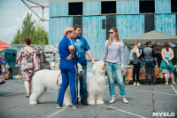 Всероссийская выставка собак в Туле, Фото: 25