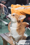 Выставка собак в Туле 26.01, Фото: 54