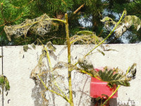 Деревню под Тулой атаковали прожорливые гусеницы , Фото: 5