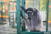 Передвижной зоопарк в Туле, Фото: 7