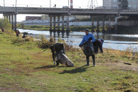В Туле берега рек очистили от мусора, Фото: 4