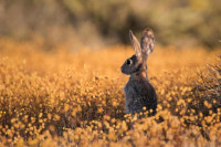 , Фото: 6