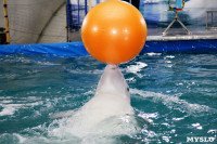 Дельфинарий в Туле, Фото: 5