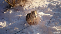 Зимний поход с собаками, Фото: 24