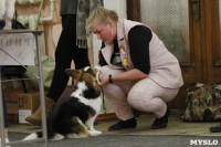 В Туле прошла Всероссийская выставка собак всех пород, Фото: 30