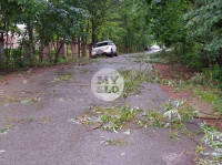 Ветер повалил деревья в Туле, Фото: 13