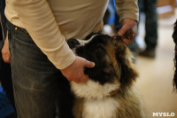 Выставка собак в Туле 29.02, Фото: 55