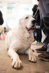 Выставка собак в ДК "Косогорец", Фото: 93