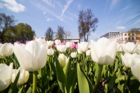 В Туле расцвели тюльпаны, Фото: 80