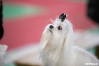 Выставка собак в Туле, Фото: 167