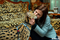 Бэби-леопард дома: зачем туляки заводят диких сервалов	, Фото: 16