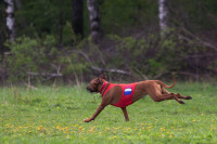 В Туле состоялись собачьи бега, Фото: 20