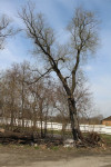 Сгоревшее дерево в Донском, Фото: 4