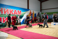 В Туле прошла выставка собак всех пород, Фото: 21