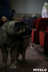 Выставка собак в Туле 29.02, Фото: 33